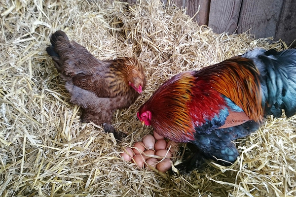 H�hnerfamilie des Farnbauernhof 