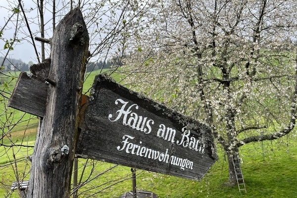 Kirschbaumblte im Frhling