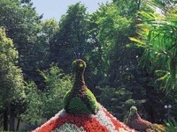 Blumenpfau Bad Krozingen (Bildnachweis: Mit freundlicher Genehmigung der Kur und Bder GmbH Bad Krozingen)