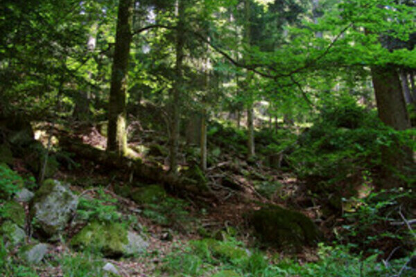Gro�tannenweg Copyright: (Mit freundlicher Genehmigung der Gemeinde Seewald)