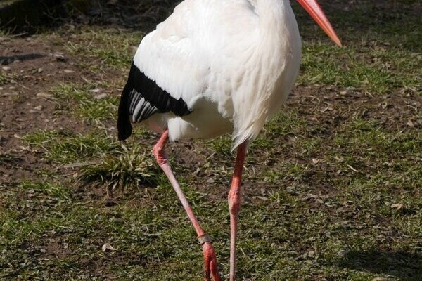 Storch im Schwarzwaldzoo Waldkirch Bildnachweis: Freundeskreis' Schwarzwaldzoo e.V.